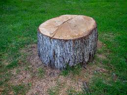 Best Tree Cabling and Bracing  in Lyons, IL