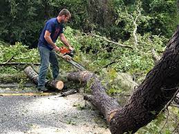 Best Fruit Tree Pruning  in Lyons, IL