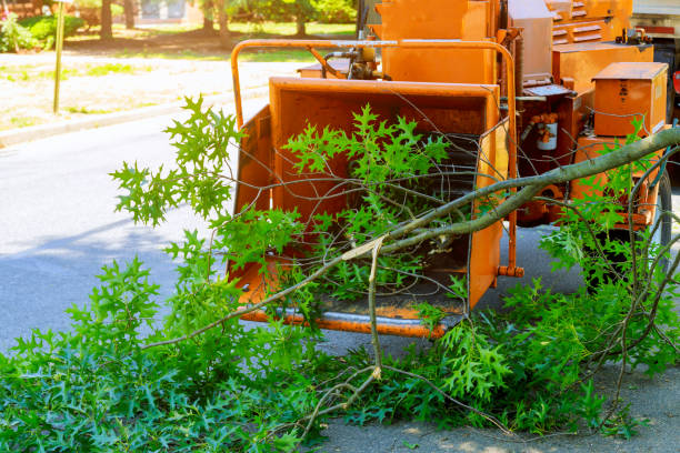 Best Hazardous Tree Removal  in Lyons, IL