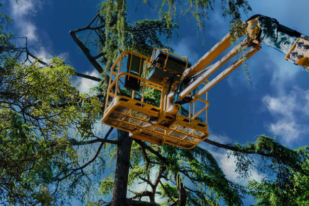 Best Tree Disease Treatment  in Lyons, IL