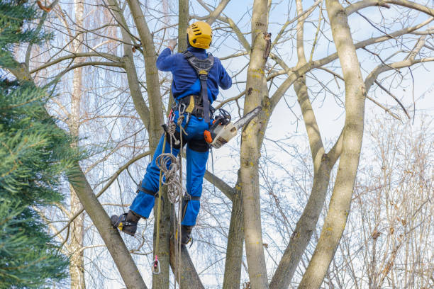 Best Hedge Trimming  in Lyons, IL