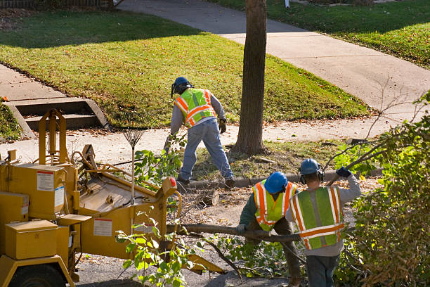 Best Lawn Pest Prevention  in Lyons, IL