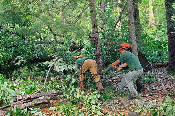 Best Commercial Tree Services  in Lyons, IL