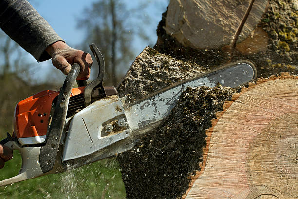 Best Lawn Renovation and Restoration  in Lyons, IL