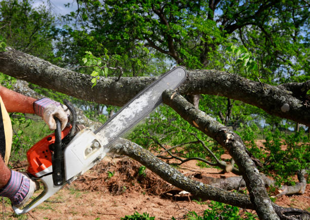 Reliable Lyons, IL Tree Services Solutions
